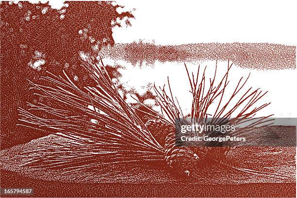 pine cones - boundary waters canoe area stock illustrations