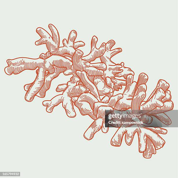 ilustraciones, imágenes clip art, dibujos animados e iconos de stock de coral de dedo - color coral