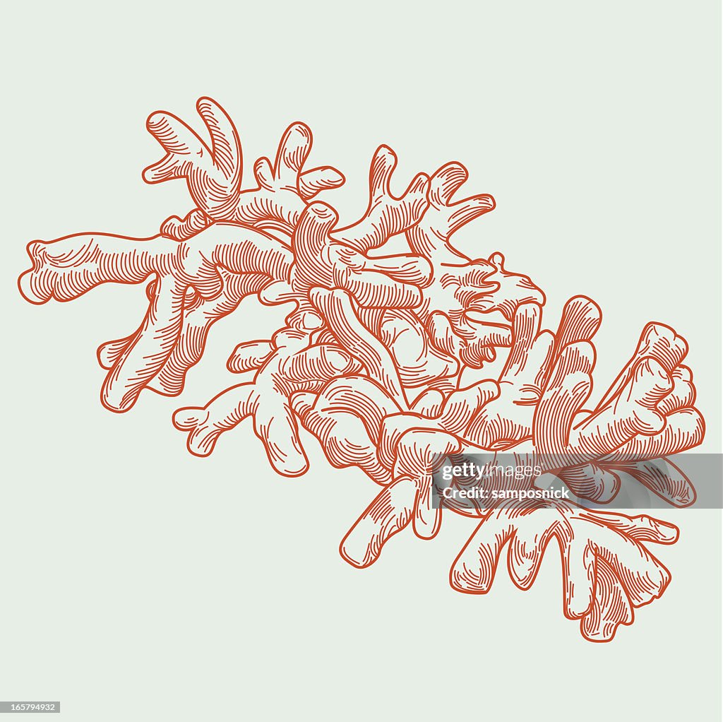 Finger Coral