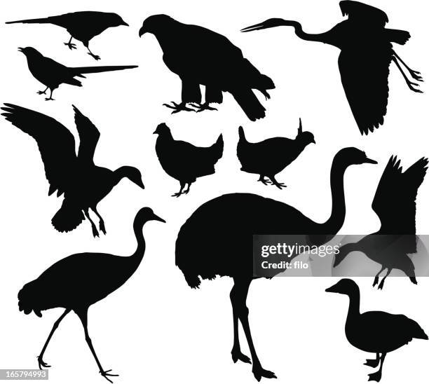 vogel silhouetten - chicken hawk stock-grafiken, -clipart, -cartoons und -symbole