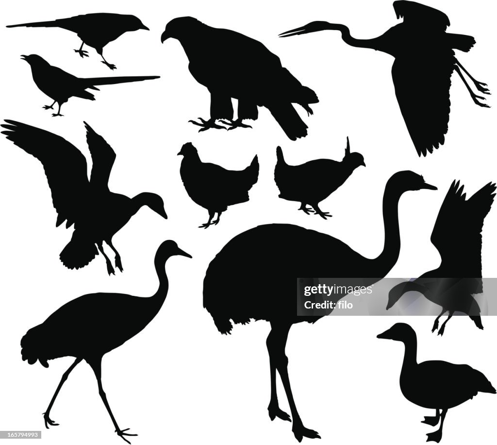 Bird Silhouettes