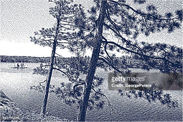 stockillustraties, clipart, cartoons en iconen met wilderness lake and pine trees - red pine
