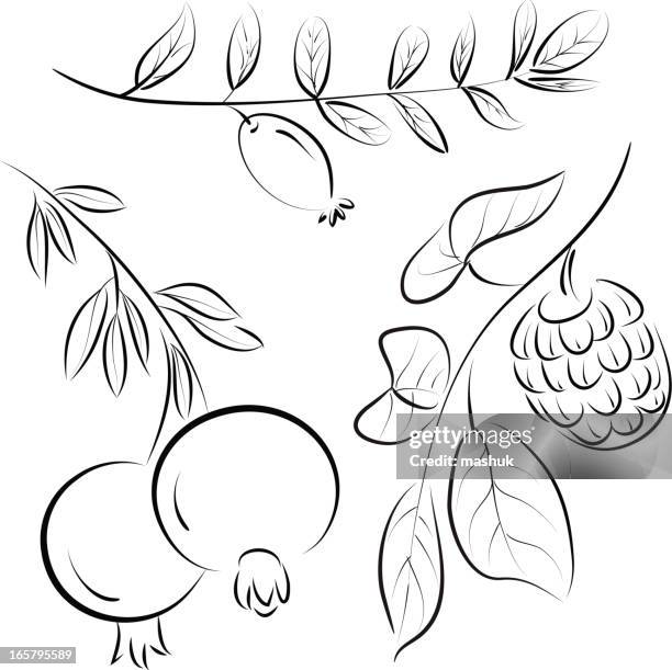 illustrations, cliparts, dessins animés et icônes de fruits exotique - cherimoya fruit