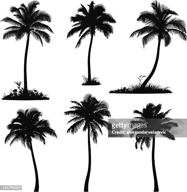 ilustraciones, imágenes clip art, dibujos animados e iconos de stock de palm tree silhouettes - palmera