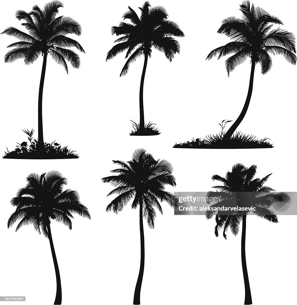 As silhuetas das palmeiras