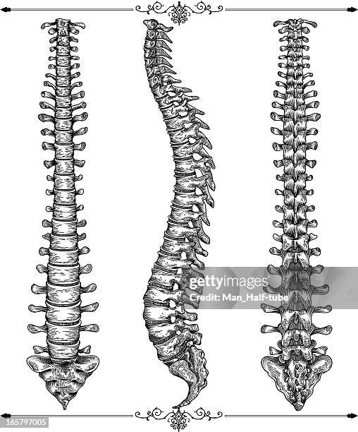 illustrazioni stock, clip art, cartoni animati e icone di tendenza di spina dorsale umana - disegno a matita