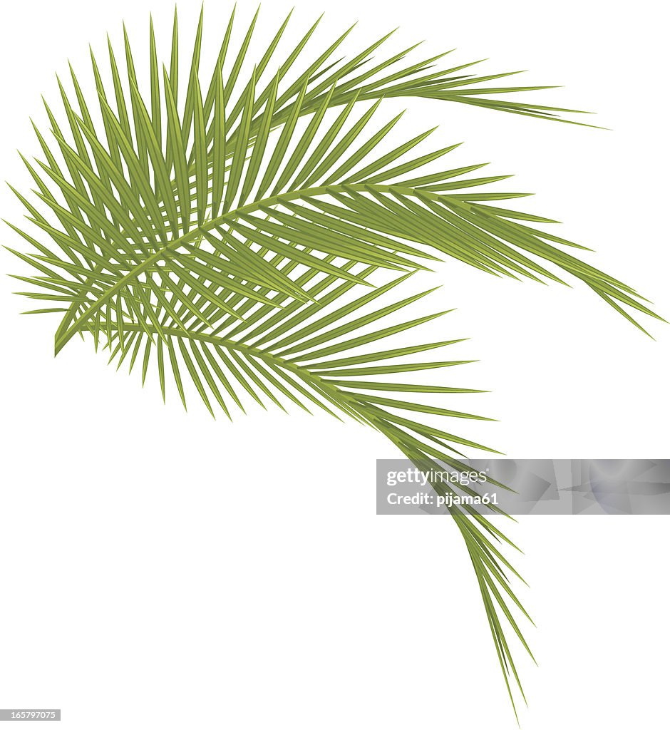 De palmeira