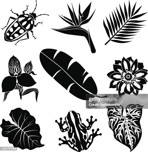 tropical flora and fauna - bird of paradise stock illustrations