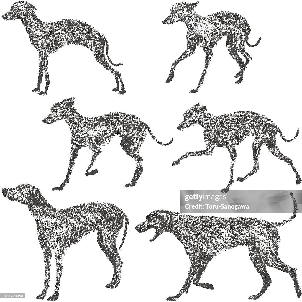 Whippet and Dalmatian