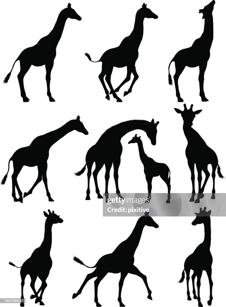 Giraffe Silhouetten