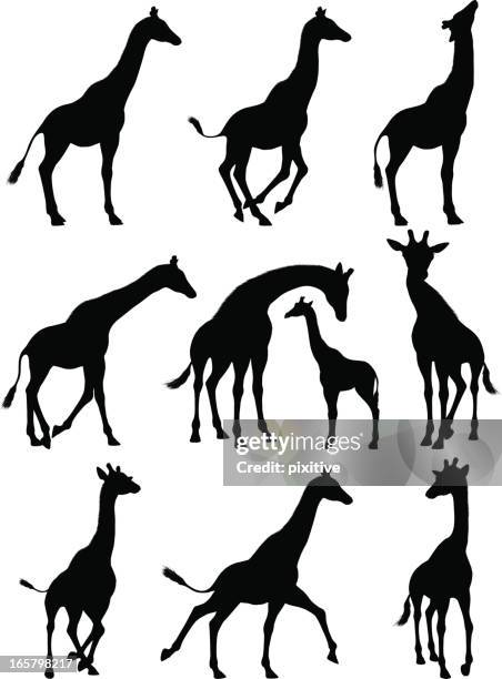 illustrations, cliparts, dessins animés et icônes de girafe silhouettes - girafe