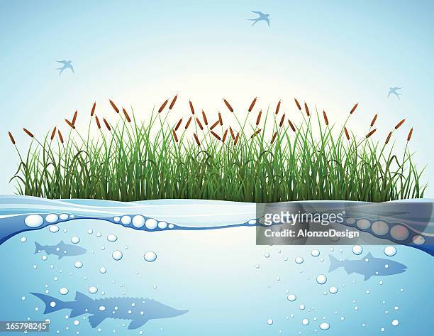 cattail and water - sturgeon stock illustrations