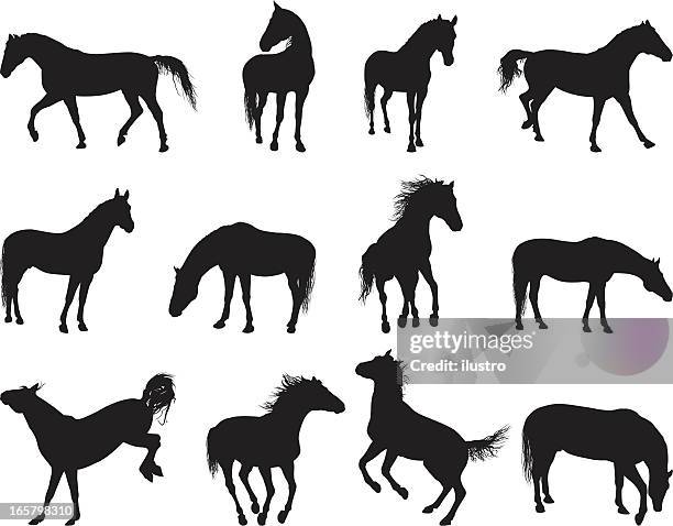 horse - mare stock illustrations