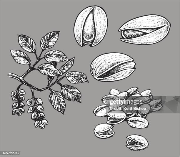 pistazie-nuss - pistazie stock-grafiken, -clipart, -cartoons und -symbole