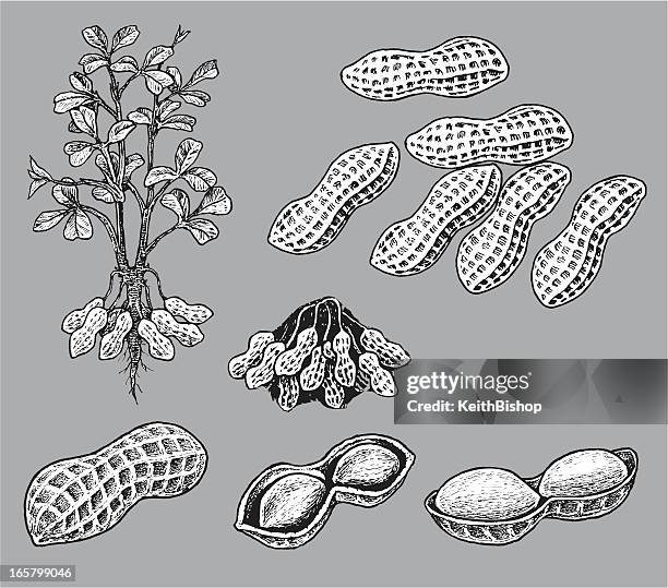 peanuts - peanuts stock illustrations