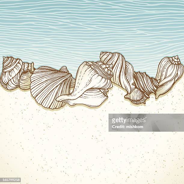 35 Seashell Wallpaper Border Photos and Premium High Res Pictures - Getty  Images