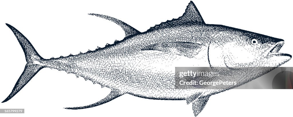 Yellow Fin Tuna