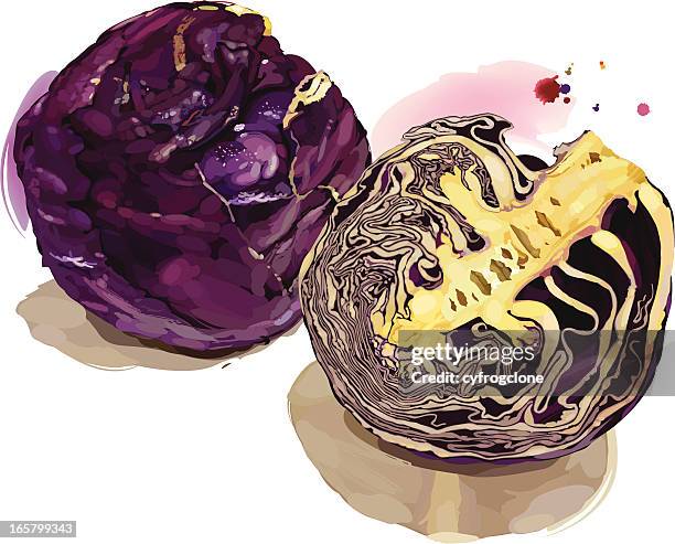 red cabbage - red cabbage stock illustrations