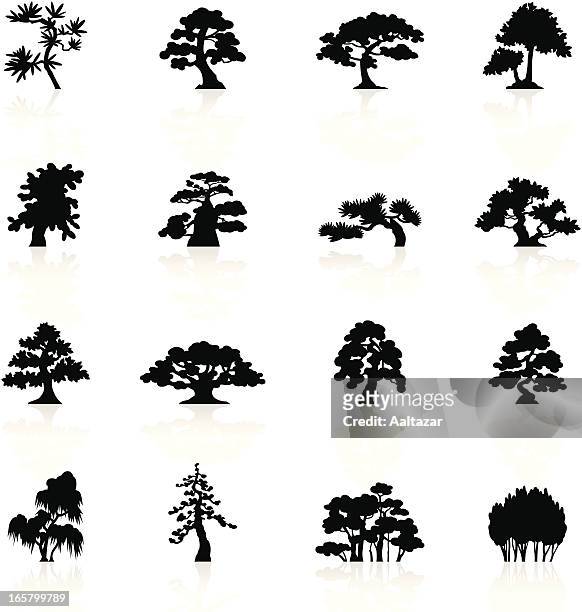 schwarze symbole-bäume arten - cedar tree stock-grafiken, -clipart, -cartoons und -symbole
