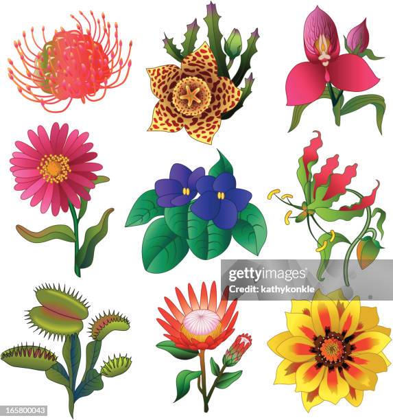 tropical flowers - venus flytrap stock illustrations