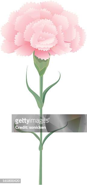 ilustraciones, imágenes clip art, dibujos animados e iconos de stock de rosa roja - carnation flower