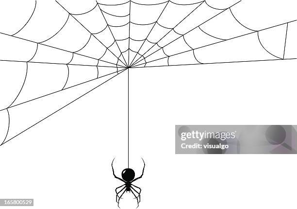 spider while it's making its web - spider stock illustrations