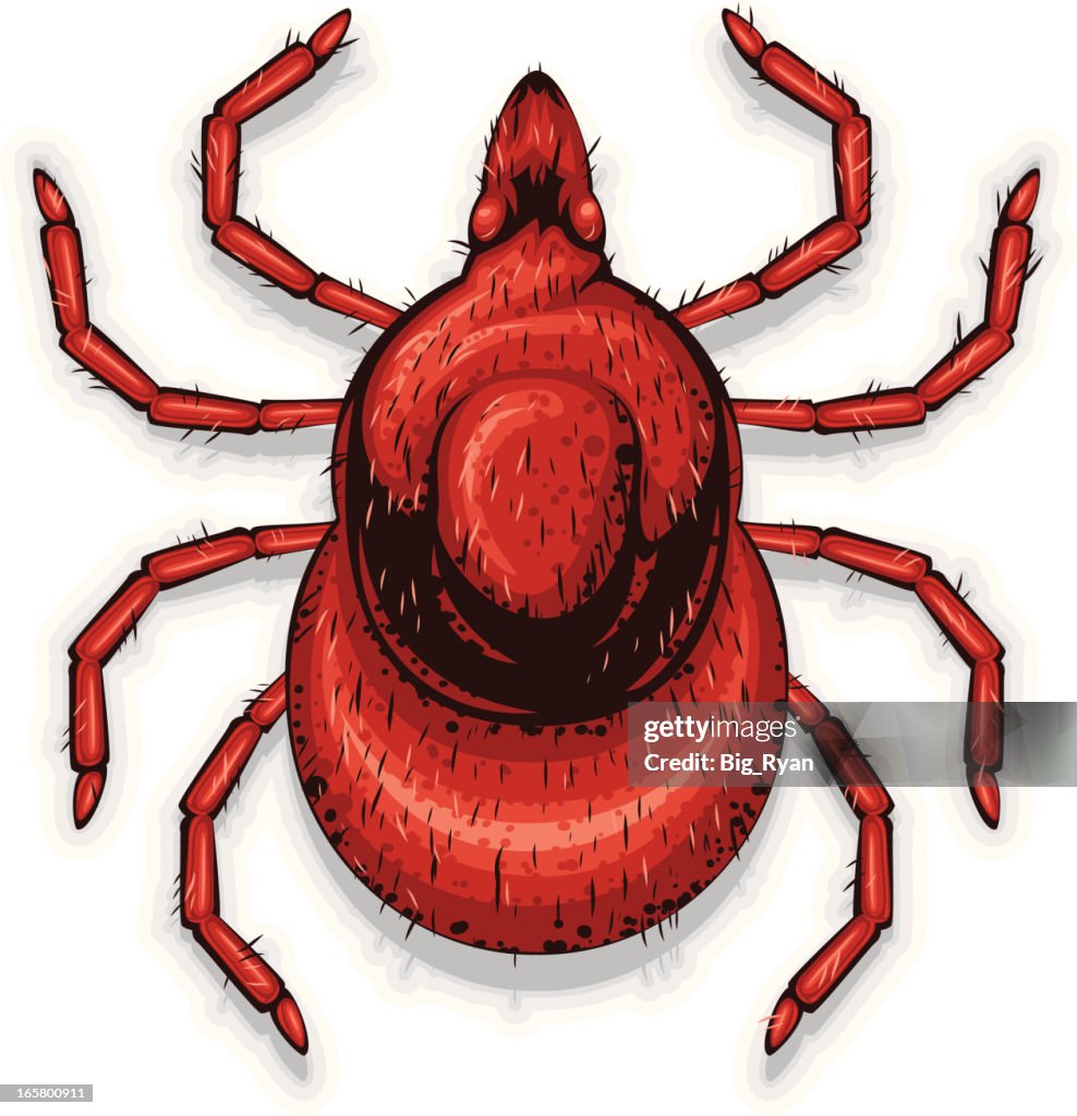 Tick