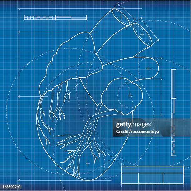 blueprint, herz - aorta stock-grafiken, -clipart, -cartoons und -symbole