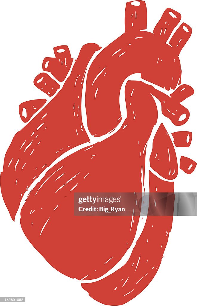 Sketched human heart