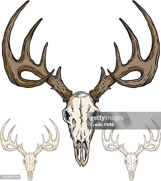 ilustraciones, imágenes clip art, dibujos animados e iconos de stock de deer cráneo - antler