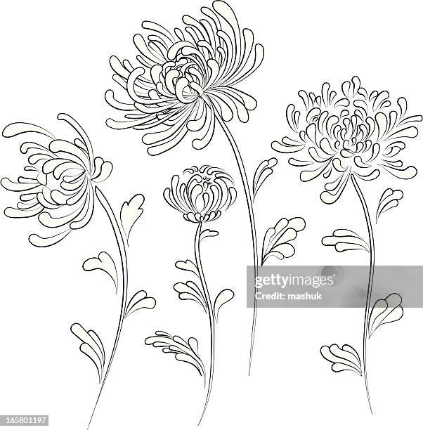 chrysanthemum - chrysanthemum illustration stock illustrations