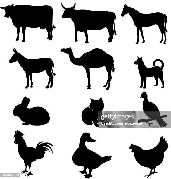 domestic animal silhouette - dairy cattle stock illustrations