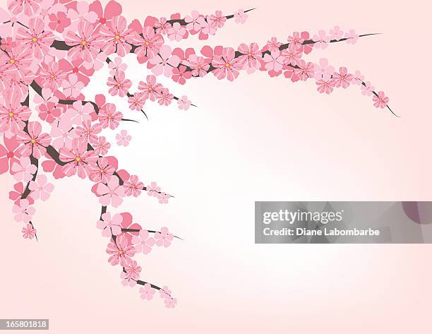 ilustraciones, imágenes clip art, dibujos animados e iconos de stock de rama de flor de cerezo - cerezo