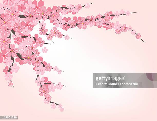 cherry blossom branch - cherry blossoms stock illustrations
