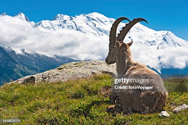 wild steinbock wird von mont blanc, chamonix, frankreich-gipfel - alpine ibex stock-fotos und bilder