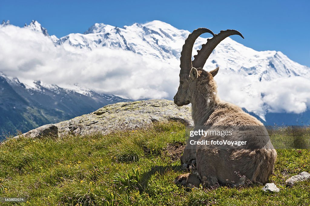 Wild Ibex overlooked by Mont Blanc summit Chamonix France