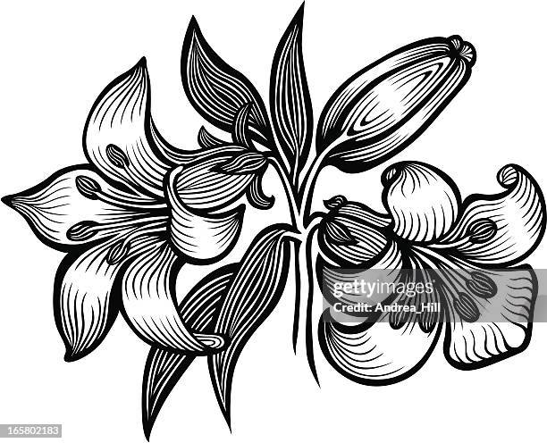 lily - easter lily stock illustrations