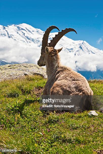 alpine ibex summer mountain meadow mont blanc schnee frankreich - alpine ibex stock-fotos und bilder