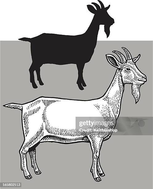 2 128点のヤギイラスト素材 Getty Images 2 128点のヤギイラスト素材 Getty Images