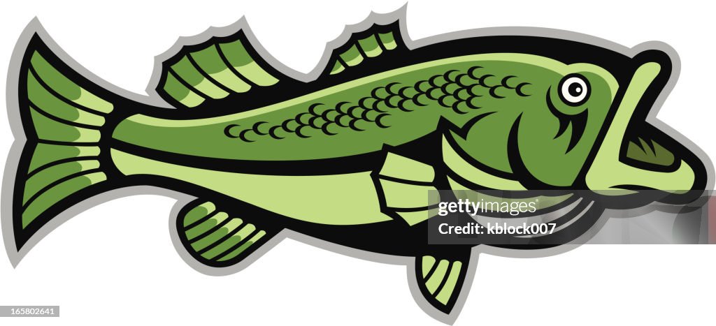 Largemouth Bass