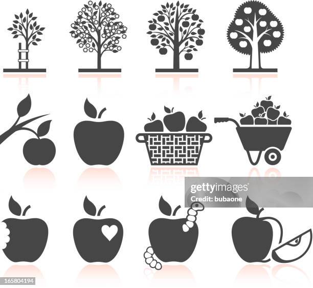 apple tree growing and organic farming black & white icons - apple tree stock illustrations