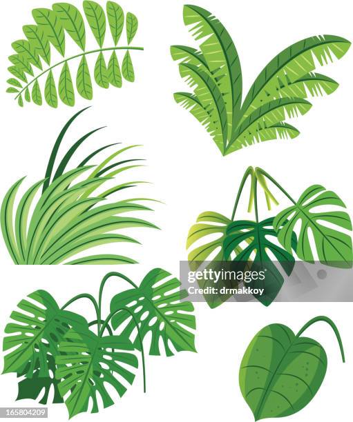 illustrations, cliparts, dessins animés et icônes de plantes tropicales - foret vierge