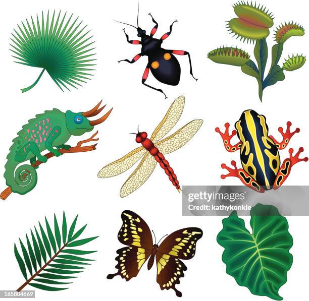 tropical flora and fauna - venus flytrap stock illustrations
