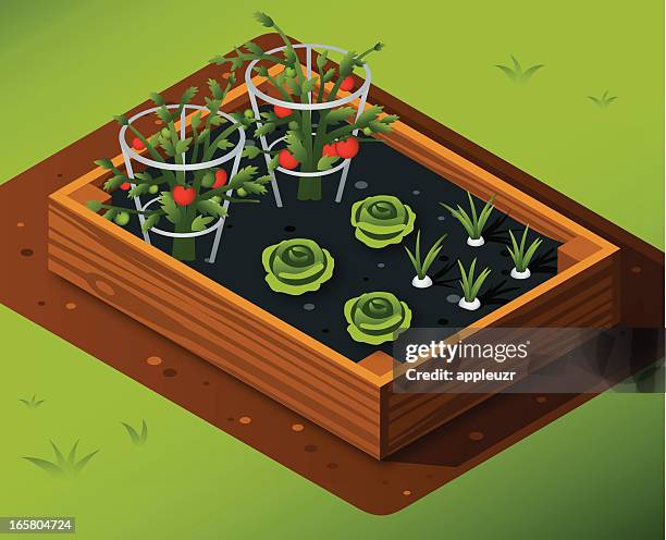 stockillustraties, clipart, cartoons en iconen met vegetable garden with tomatoes, lettuce and garlic - bloembed