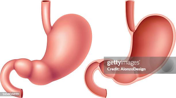 an illustration of the human stomach - digestive system stock illustrations