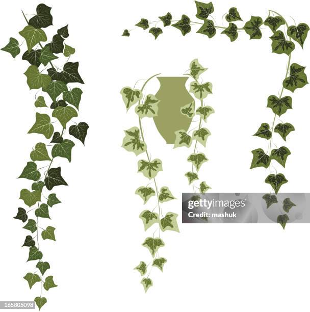 ivy - single leaf stock illustrations