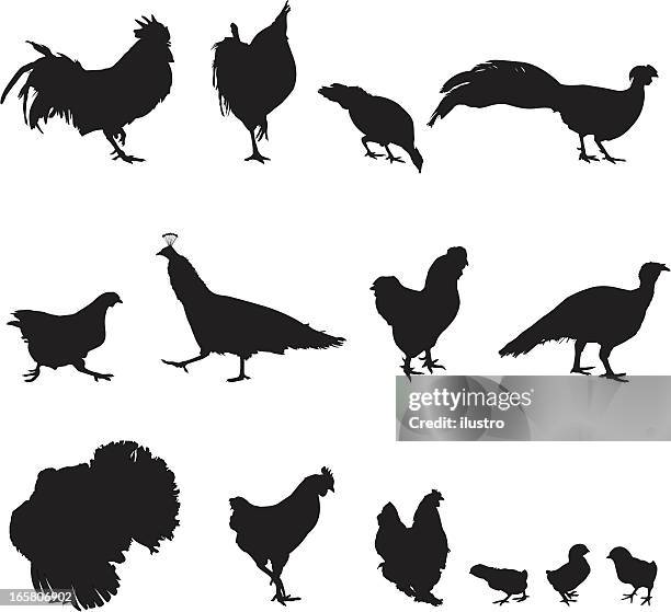 ilustrações de stock, clip art, desenhos animados e ícones de aves de capoeira - filhote de animal
