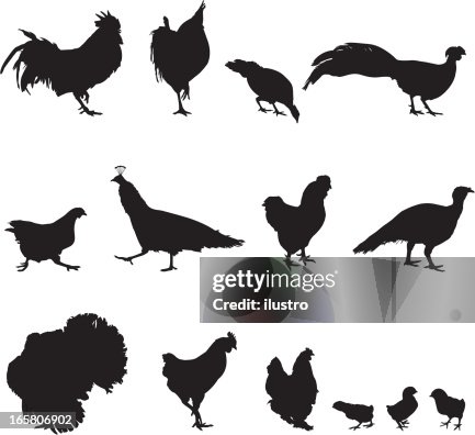 Poultry Poultry
