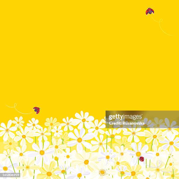 daisies against yellow background with flying ladybugs - yellow ladybug stock illustrations