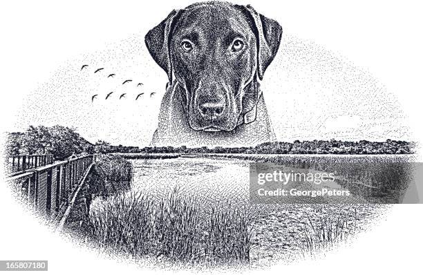 labrador retriever and wetlands - marsh stock illustrations